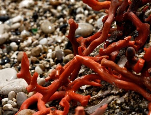 Corail Sciacca – un trésor fascinant de la mer