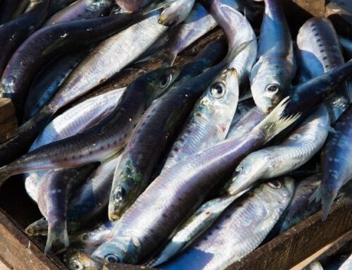 Le poisson bleu de Sciacca